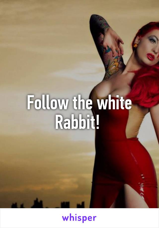 Follow the white Rabbit! 