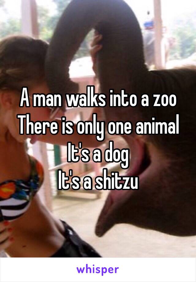 A man walks into a zoo 
There is only one animal
It's a dog 
It's a shitzu 