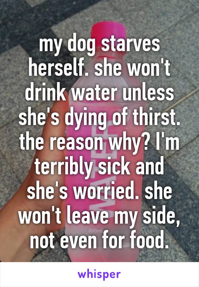 my dog starves herself. she won't drink water unless she's dying of thirst. the reason why? I'm terribly sick and she's worried. she won't leave my side, not even for food.