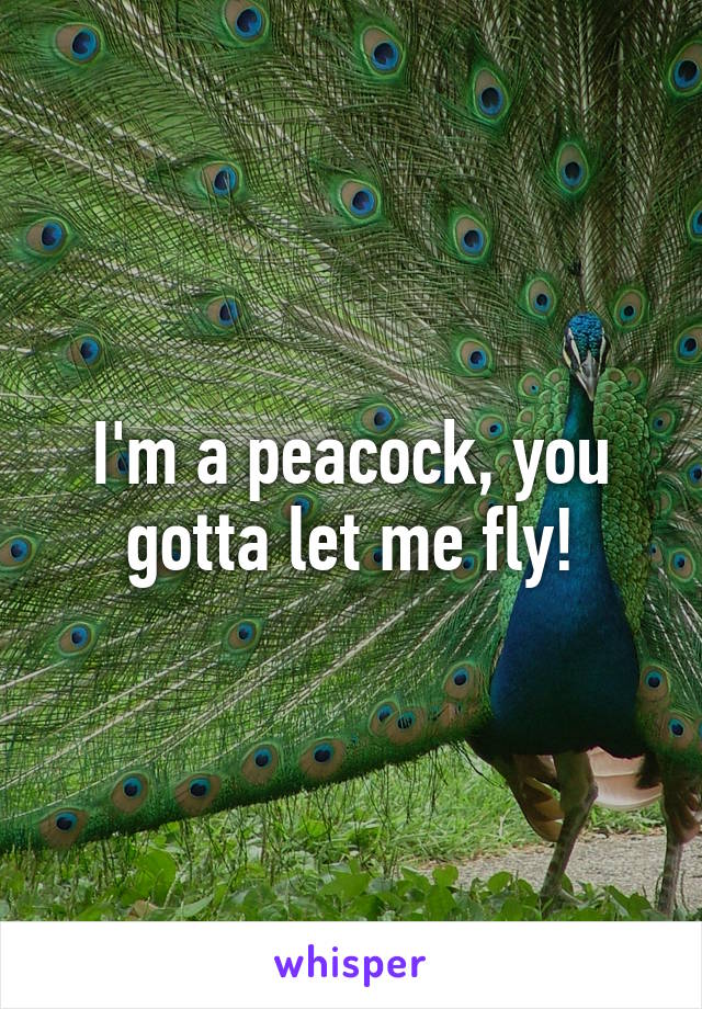 I'm a peacock, you gotta let me fly!