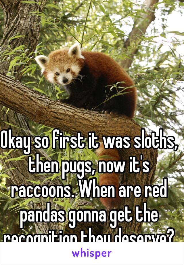 Okay so first it was sloths, then pugs, now it's raccoons. When are red pandas gonna get the recognition they deserve? 