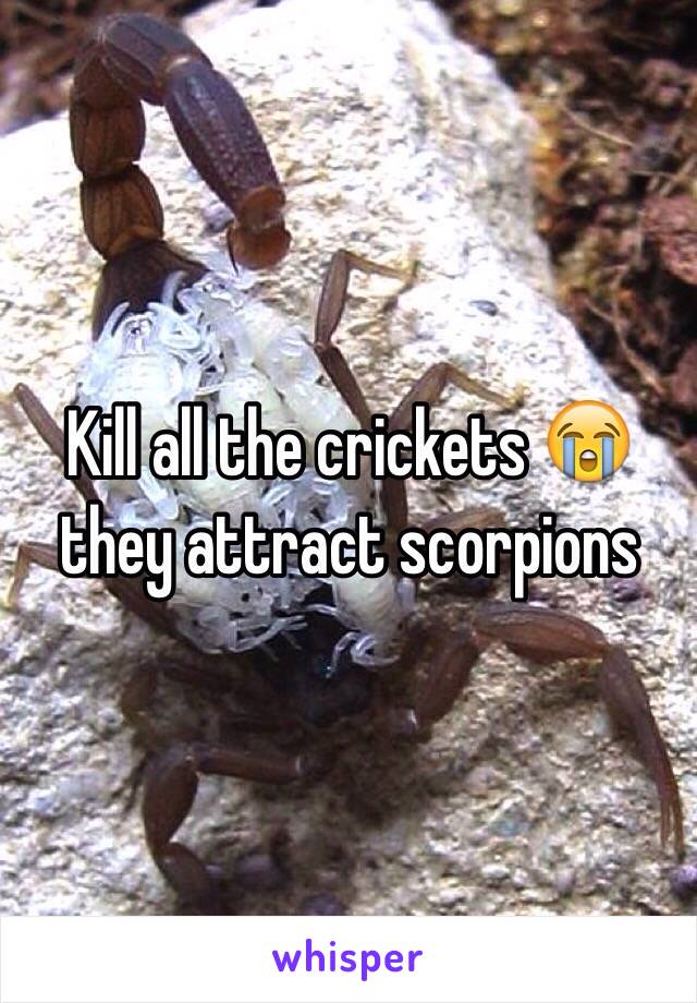 Kill all the crickets 😭 they attract scorpions