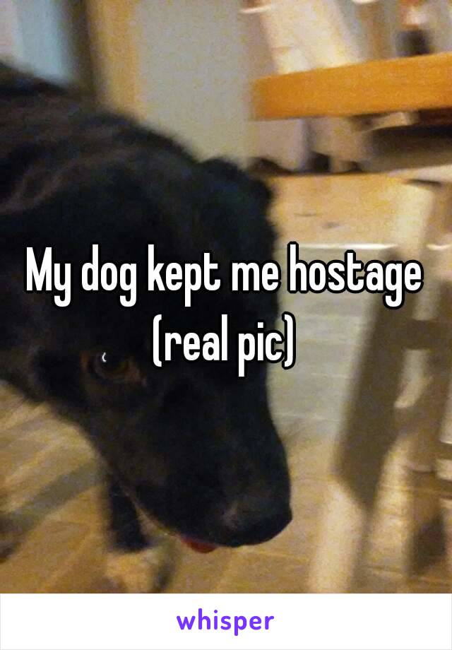 My dog kept me hostage (real pic) 