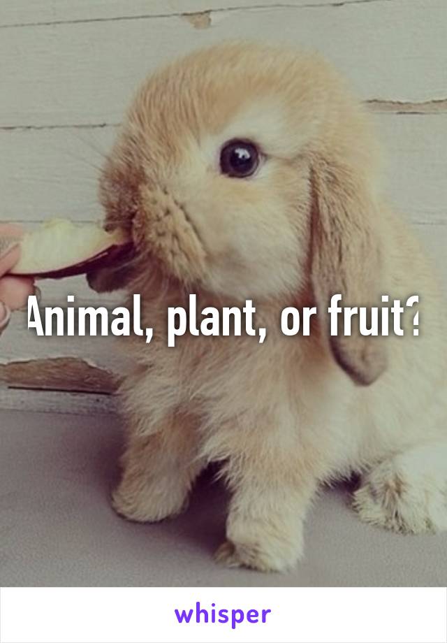 Animal, plant, or fruit?