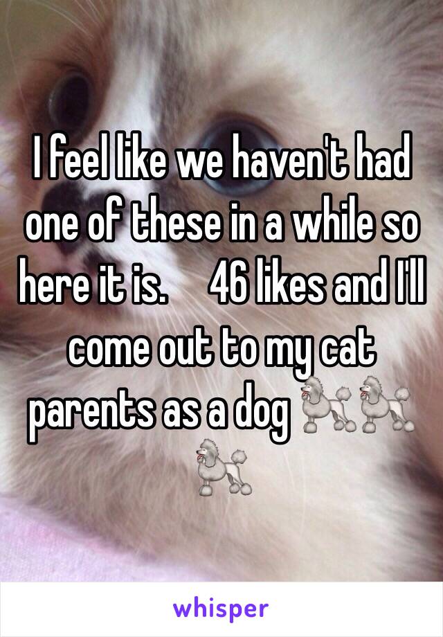 I feel like we haven't had one of these in a while so here it is.     46 likes and I'll come out to my cat parents as a dog 🐩🐩🐩