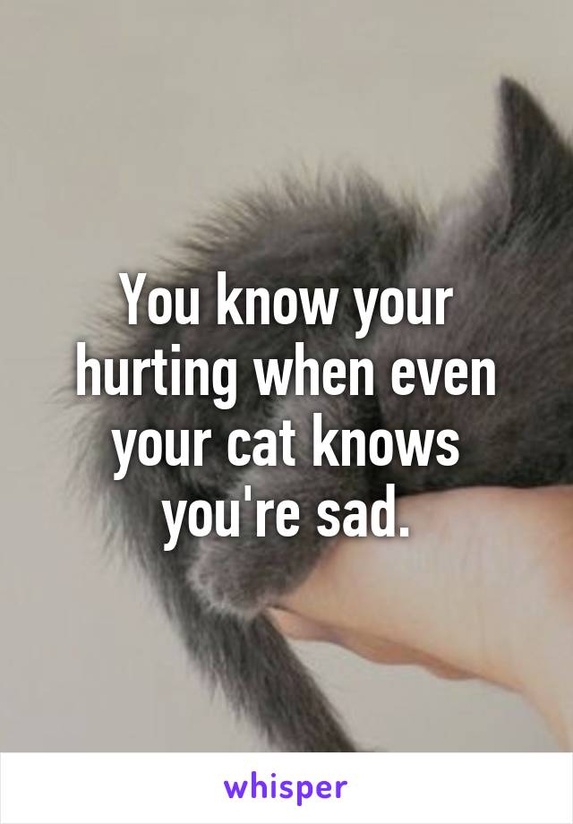 You know your hurting when even your cat knows you're sad.