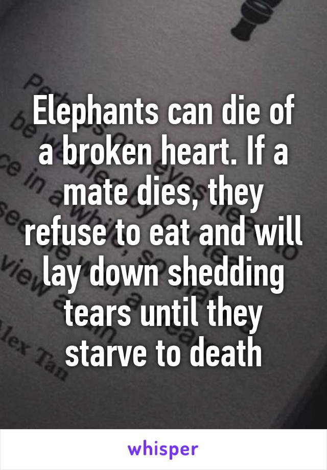 Elephants can die of a broken heart. If a mate dies, they refuse to eat and will lay down shedding tears until they starve to death