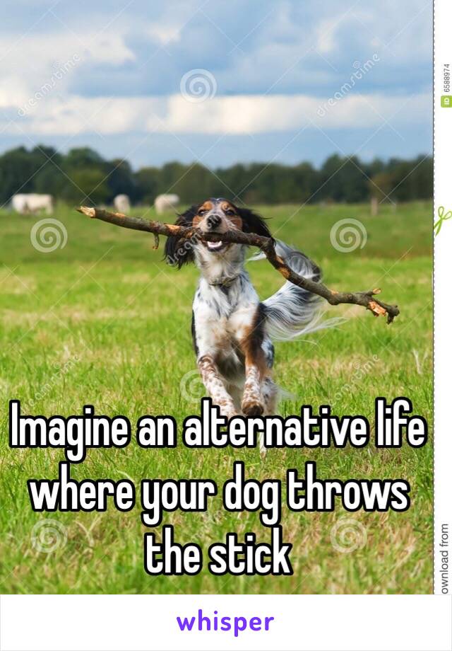 Imagine an alternative life where your dog throws the stick