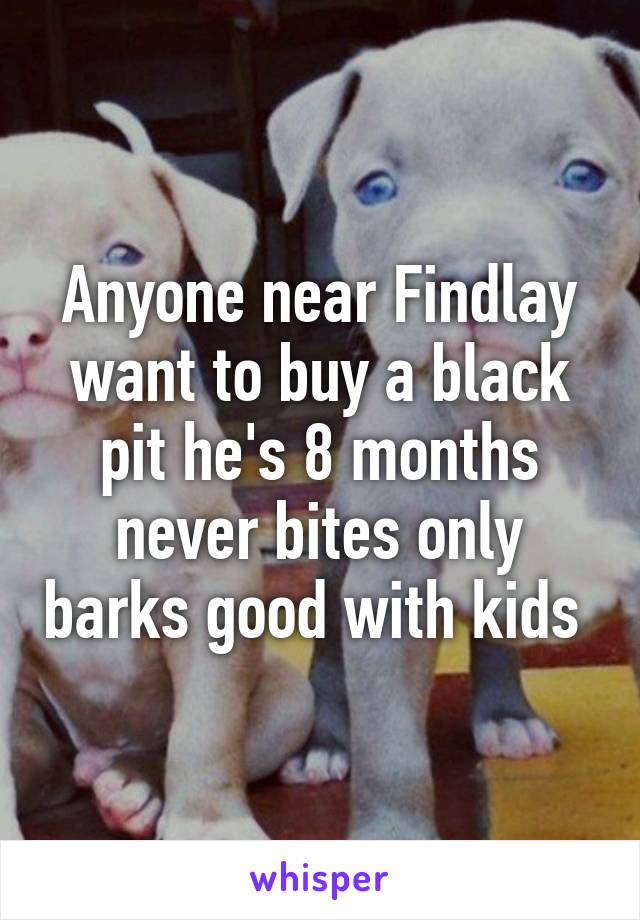 Anyone near Findlay want to buy a black pit he's 8 months never bites only barks good with kids 