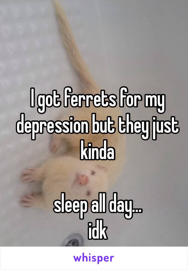 I got ferrets for my depression but they just kinda

sleep all day...
idk