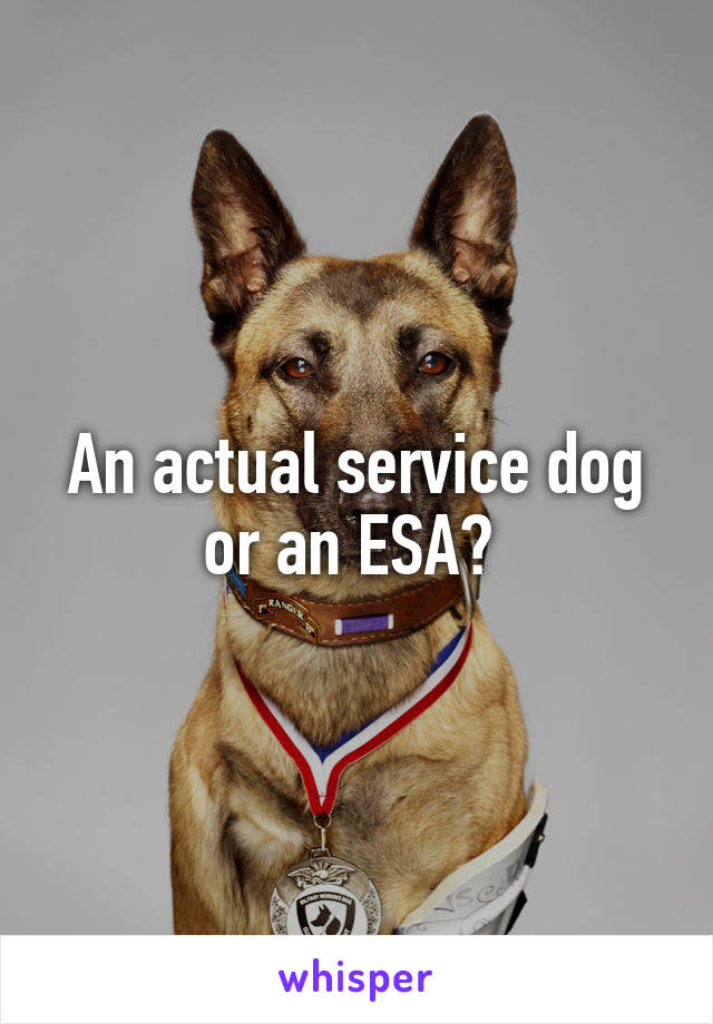 An actual service dog or an ESA? 