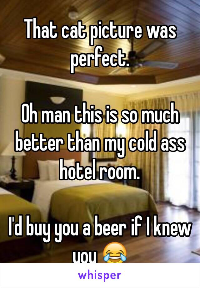 That cat picture was perfect. 

Oh man this is so much better than my cold ass hotel room. 

I'd buy you a beer if I knew you 😂