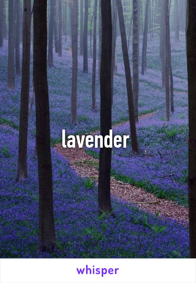 lavender 