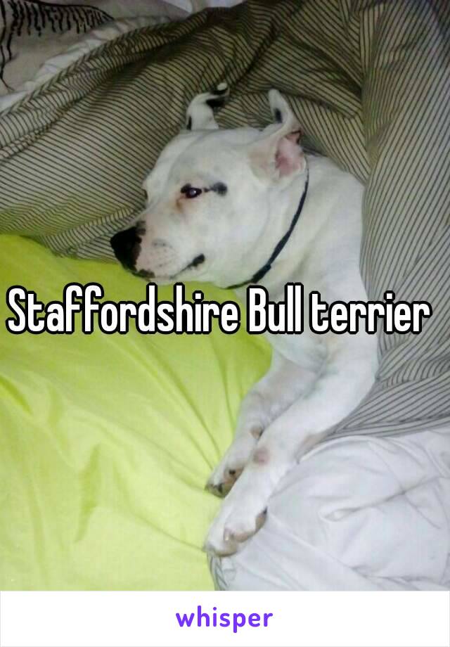 Staffordshire Bull terrier 