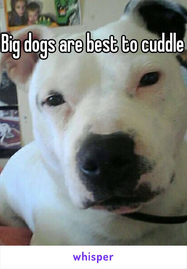 Big dogs are best to cuddle 