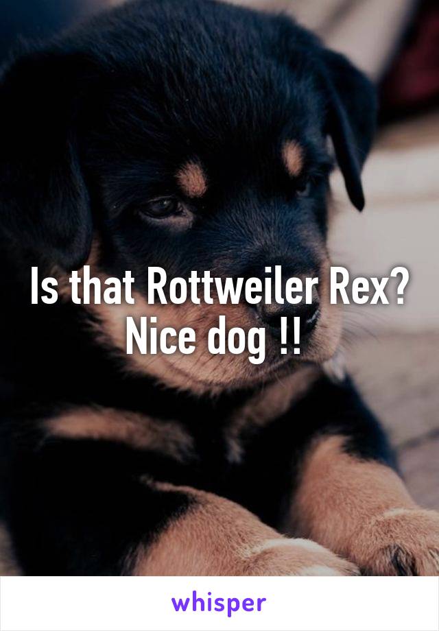 Is that Rottweiler Rex? Nice dog !! 