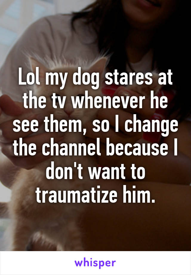 Lol my dog stares at the tv whenever he see them, so I change the channel because I don't want to traumatize him.