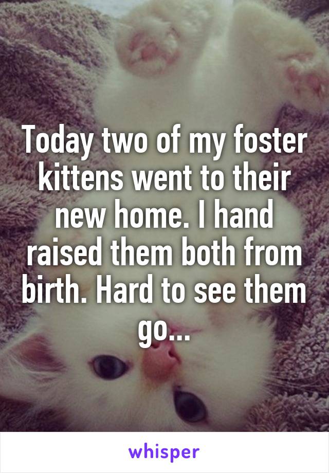 Today two of my foster kittens went to their new home. I hand raised them both from birth. Hard to see them go...