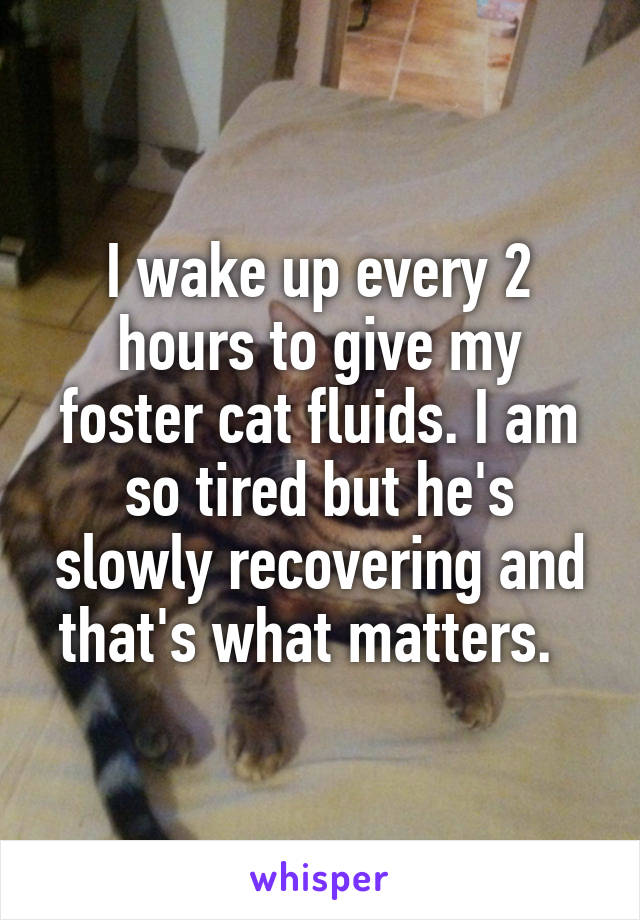 I wake up every 2 hours to give my foster cat fluids. I am so tired but he's slowly recovering and that's what matters.  