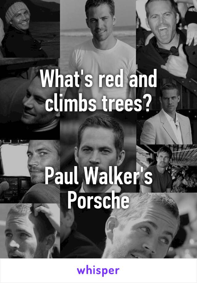 What's red and climbs trees?


Paul Walker's Porsche