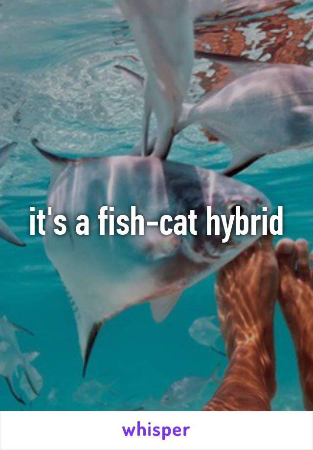  it's a fish-cat hybrid 