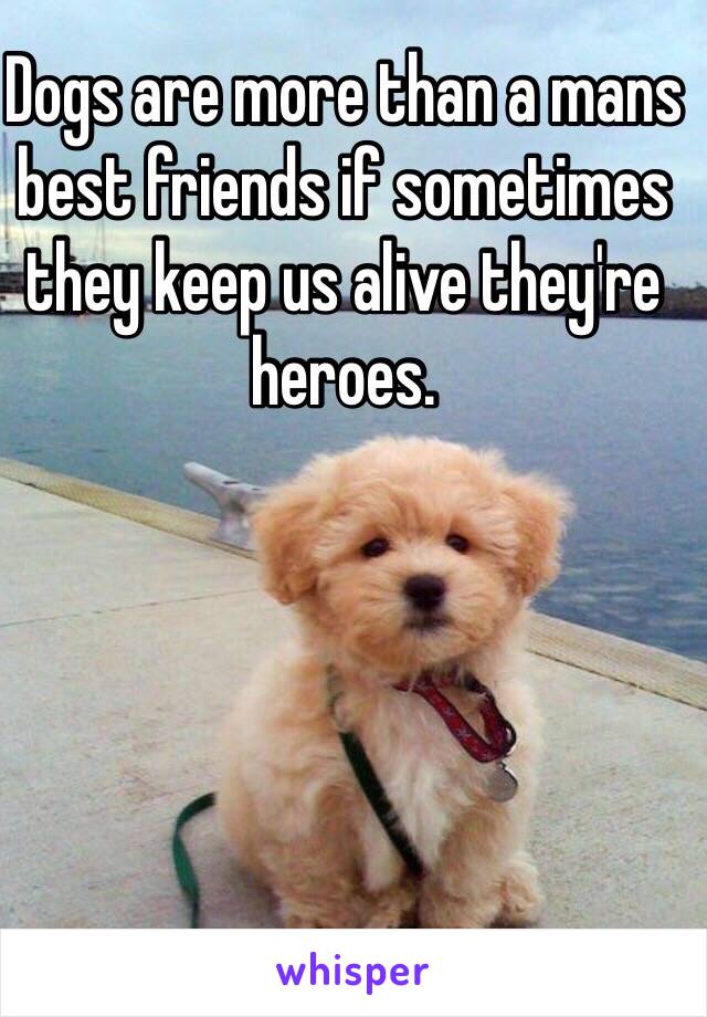 Dogs are more than a mans best friends if sometimes they keep us alive they're heroes.