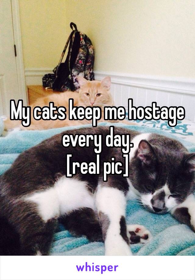 My cats keep me hostage every day.
 [real pic]