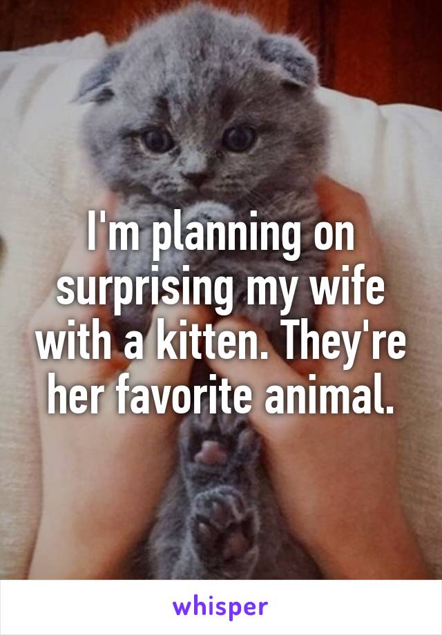 I'm planning on surprising my wife with a kitten. They're her favorite animal.