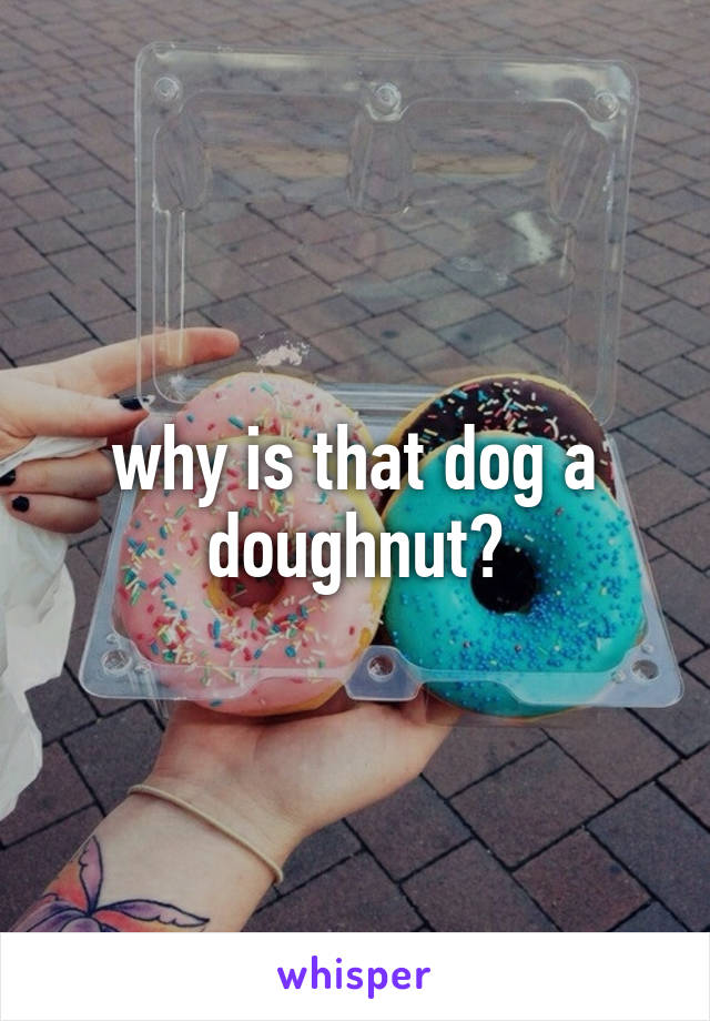 why is that dog a doughnut?