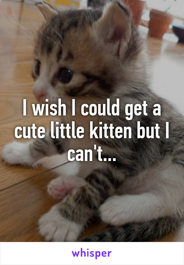 I wish I could get a cute little kitten but I can't...