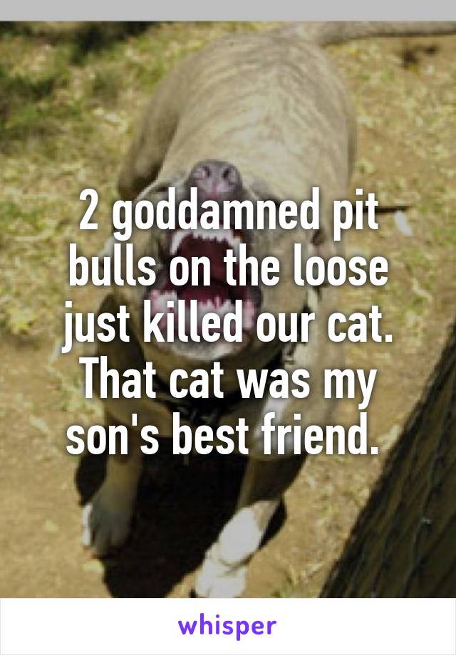 2 goddamned pit bulls on the loose just killed our cat. That cat was my son's best friend. 