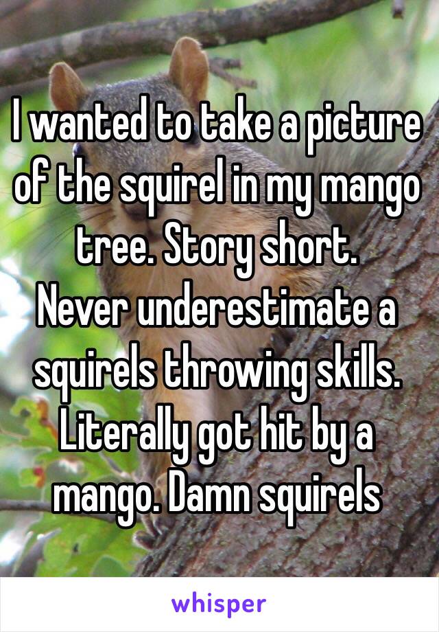 I wanted to take a picture of the squirel in my mango tree. Story short. 
Never underestimate a squirels throwing skills. 
Literally got hit by a mango. Damn squirels