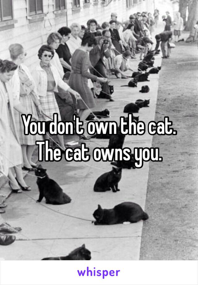 You don't own the cat. 
The cat owns you.