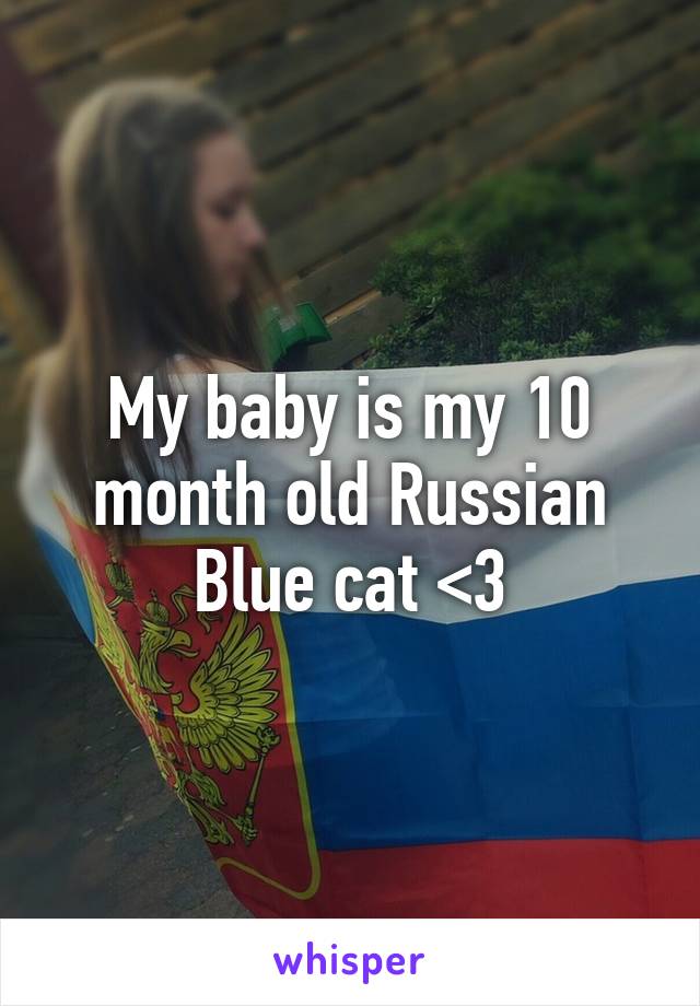 My baby is my 10 month old Russian Blue cat <3