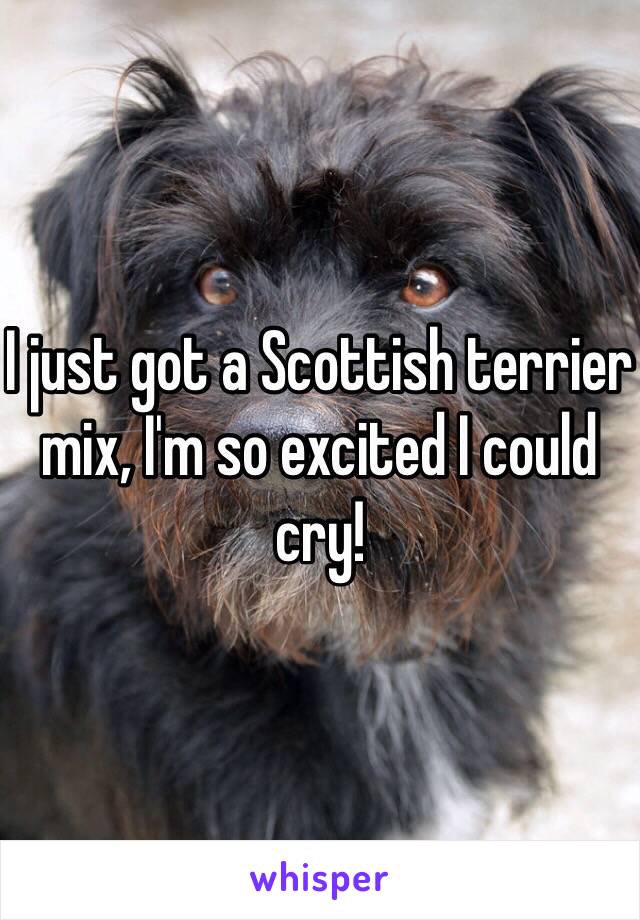 I just got a Scottish terrier mix, I'm so excited I could cry!