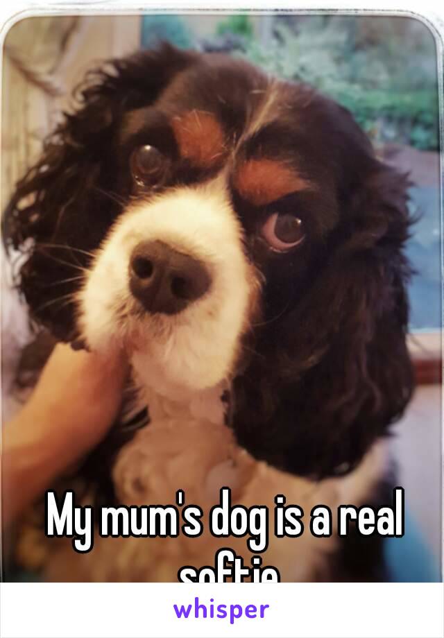 My mum's dog is a real softie