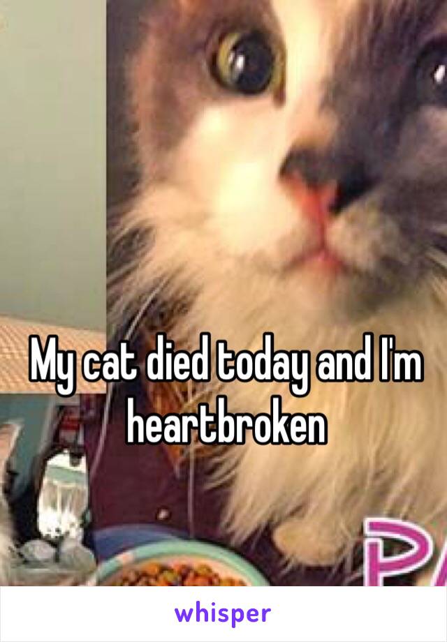 My cat died today and I'm heartbroken 