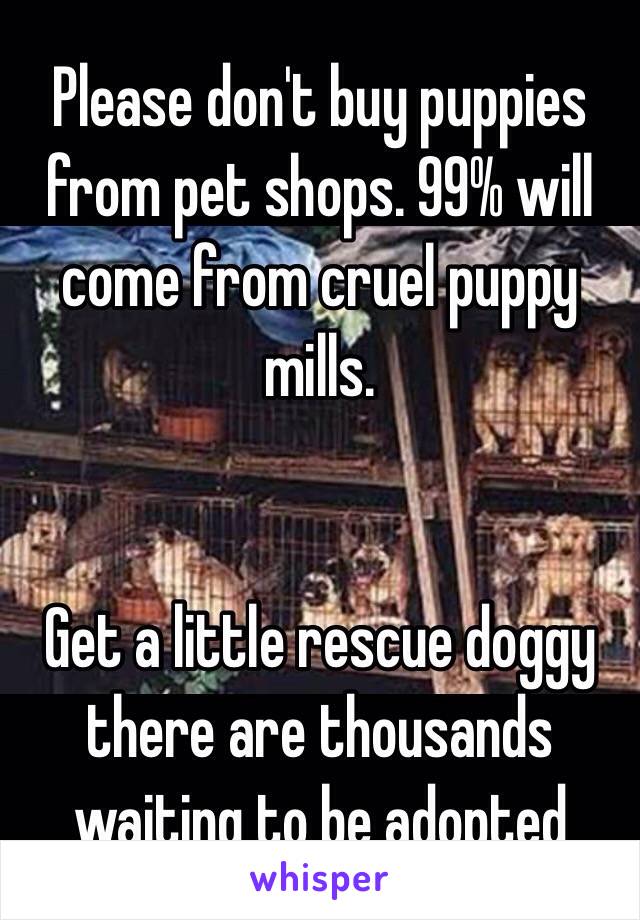 Please don't buy puppies from pet shops. 99% will come from cruel puppy mills. 


Get a little rescue doggy there are thousands waiting to be adopted