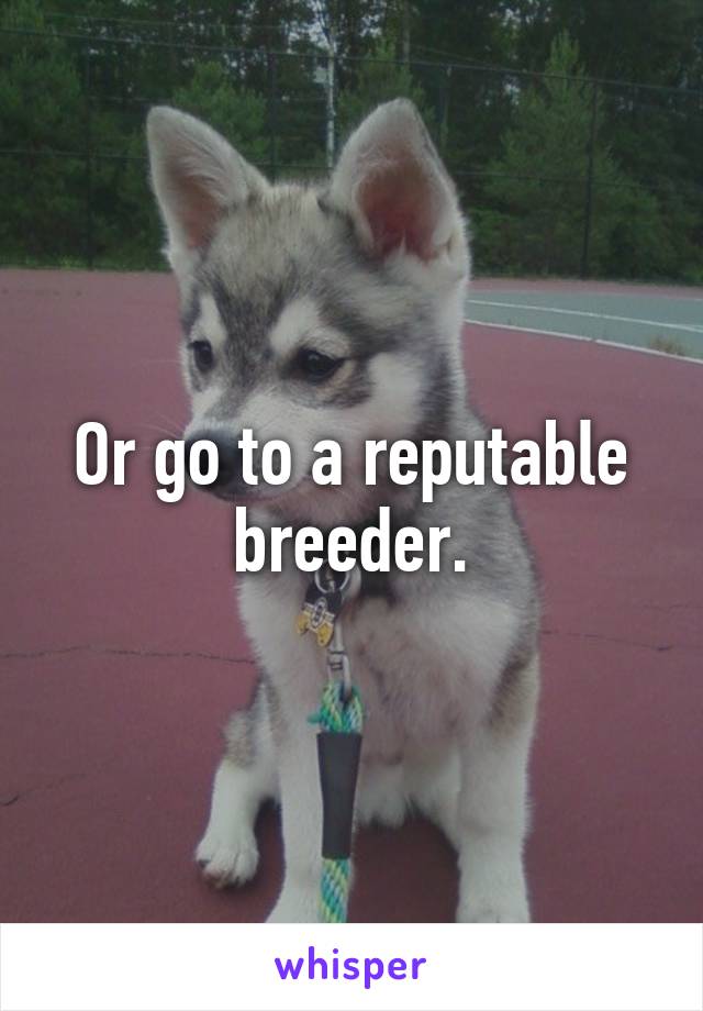 Or go to a reputable breeder.