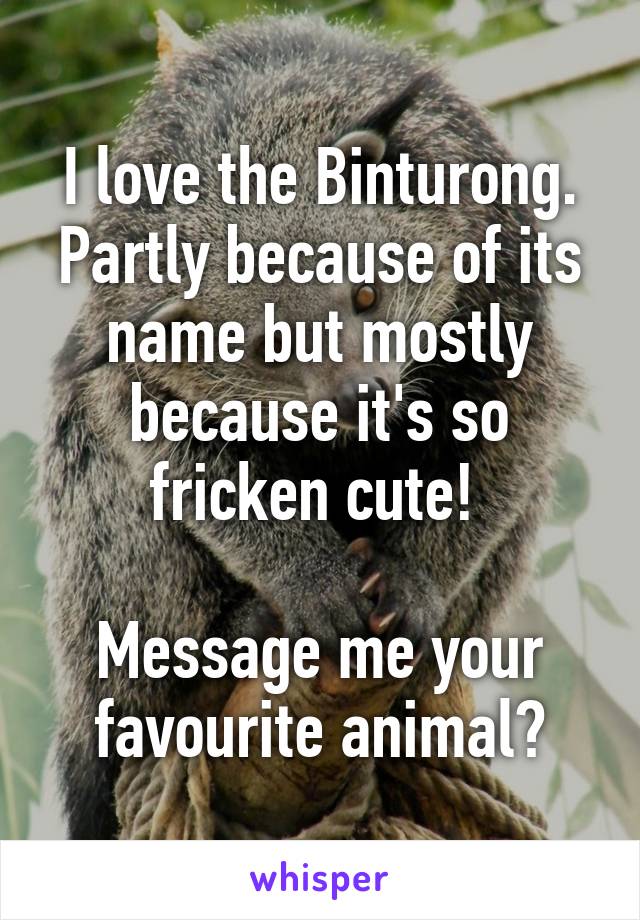 I love the Binturong. Partly because of its name but mostly because it's so fricken cute! 

Message me your favourite animal?