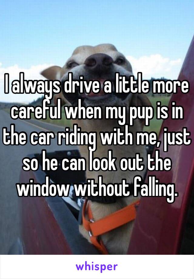 I always drive a little more careful when my pup is in the car riding with me, just so he can look out the window without falling.