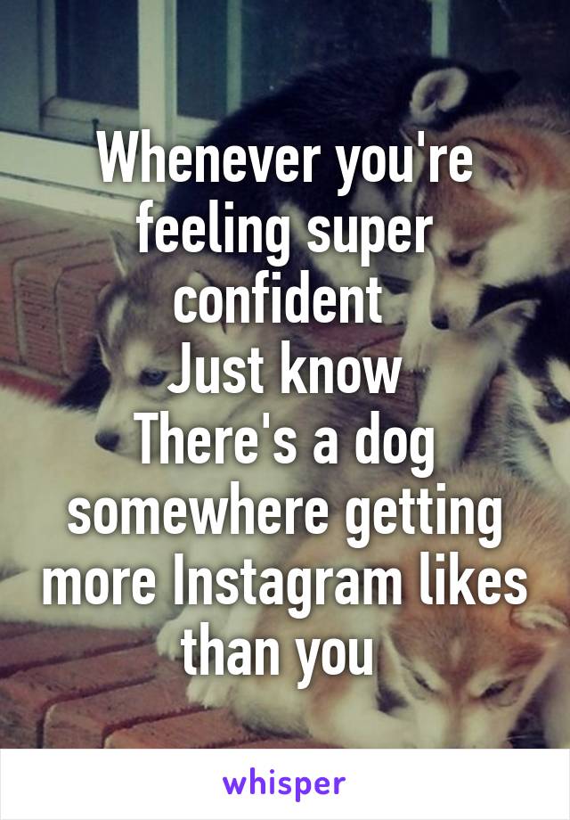 Whenever you're feeling super confident 
Just know
There's a dog somewhere getting more Instagram likes than you 