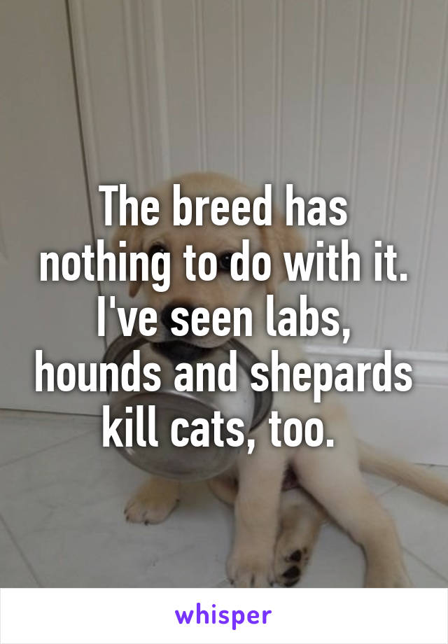The breed has nothing to do with it. I've seen labs, hounds and shepards kill cats, too. 