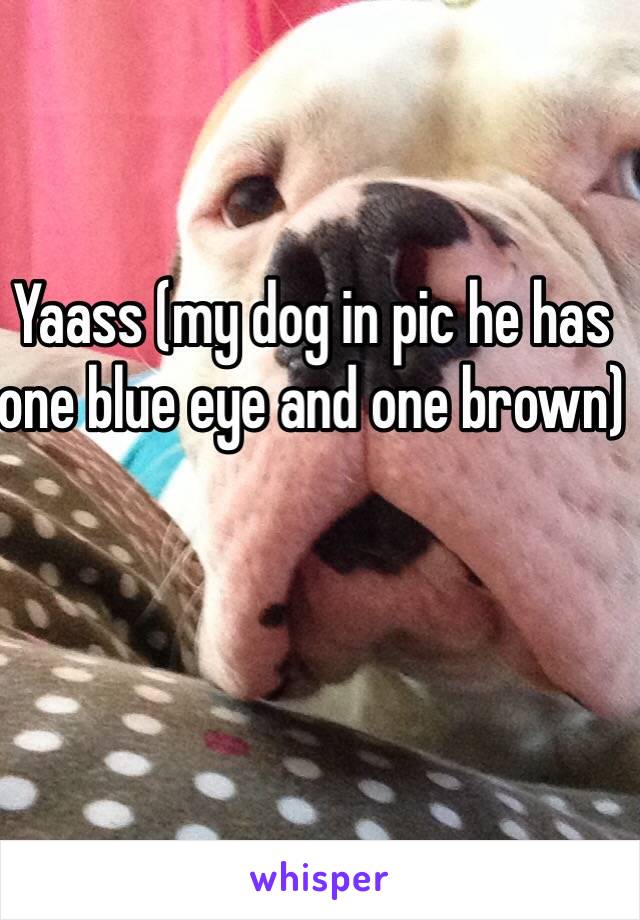 Yaass (my dog in pic he has one blue eye and one brown)