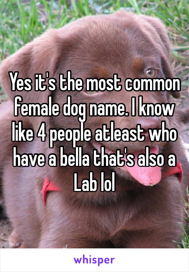 Yes it's the most common female dog name. I know like 4 people atleast who have a bella that's also a Lab lol 