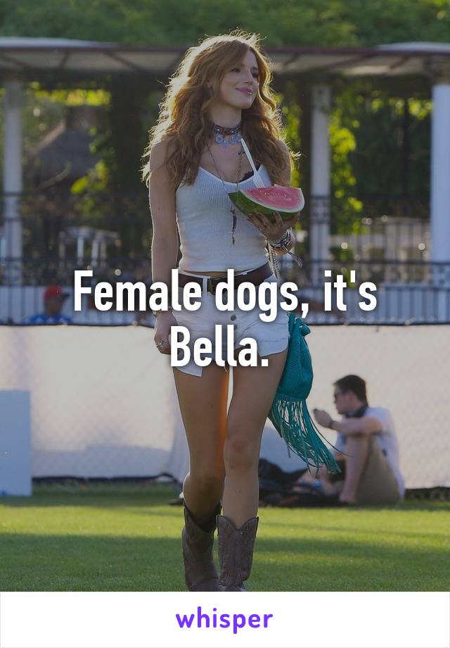 Female dogs, it's Bella. 