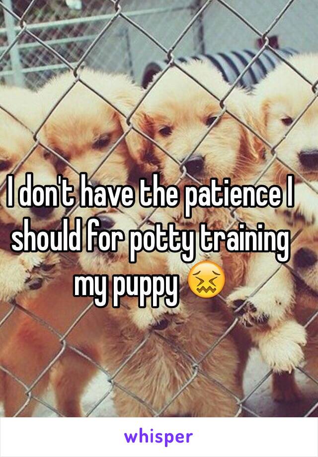 I don't have the patience I should for potty training my puppy 😖