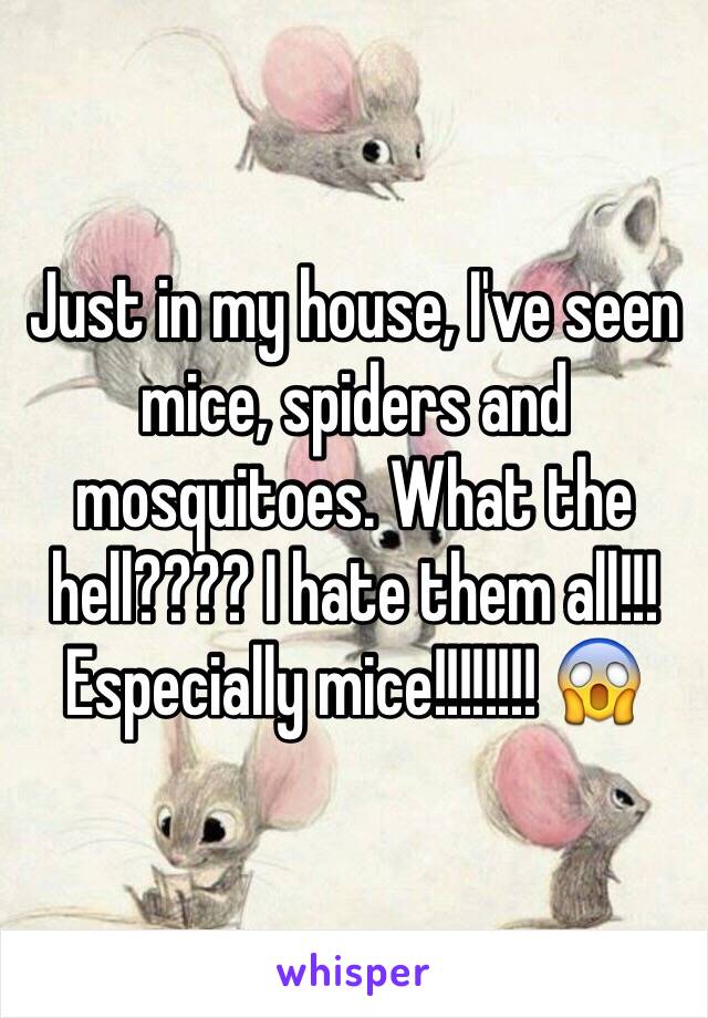 Just in my house, I've seen mice, spiders and mosquitoes. What the hell???? I hate them all!!! Especially mice!!!!!!!! 😱