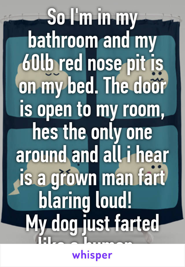 So I'm in my bathroom and my 60lb red nose pit is on my bed. The door is open to my room, hes the only one around and all i hear is a grown man fart blaring loud!   
My dog just farted like a human...