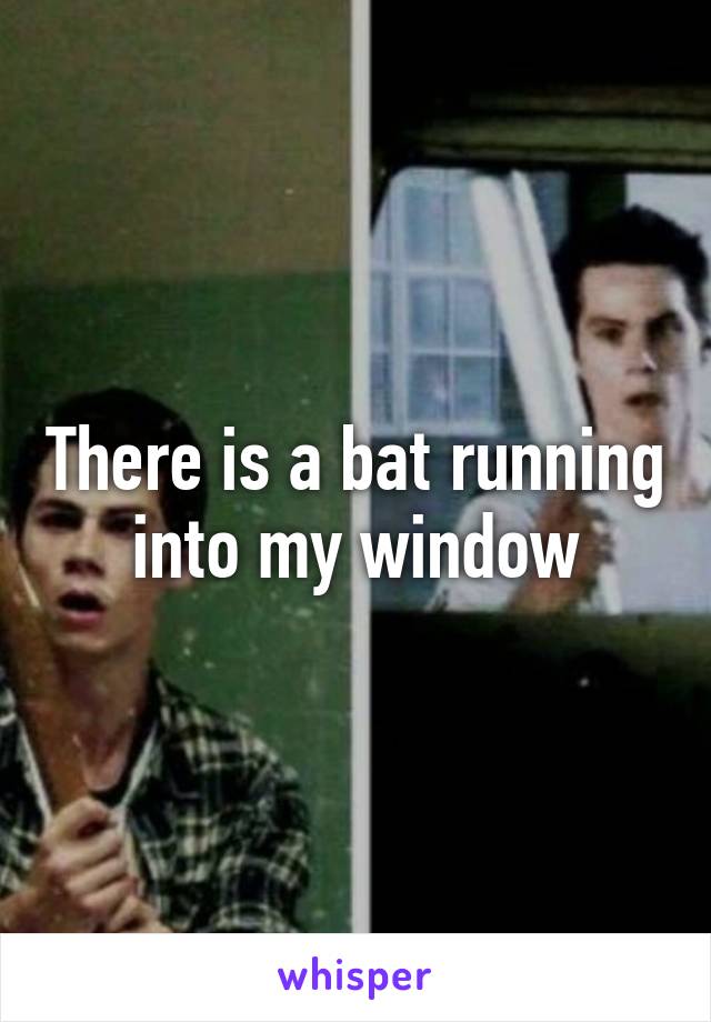 There is a bat running into my window